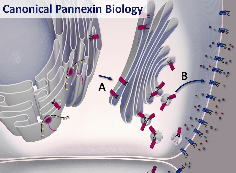 Canonical Pannexin Biology
