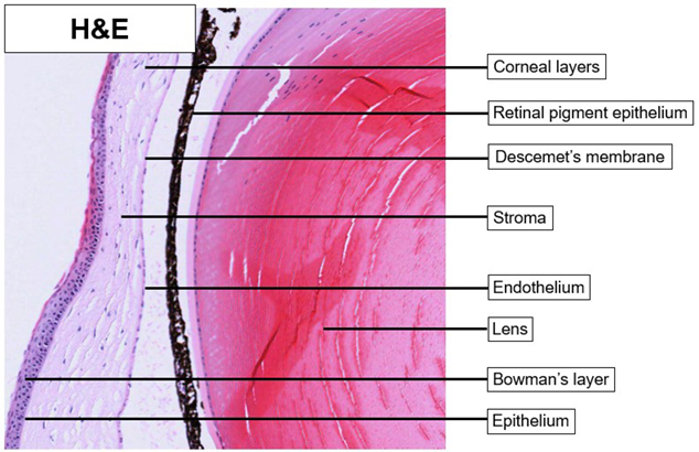 eye_cornea_he_02.jpg