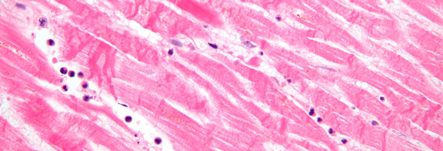 banner_histology.jpg