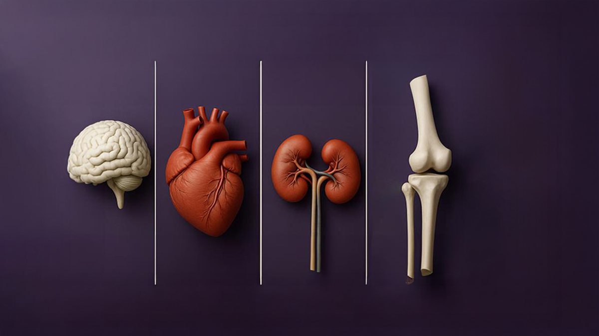 A graphic illustration depicting the brain, heart, kidneys and bones