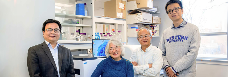 An international research team, including (L to R) professors Pingzhao Hu, Xiao Zhen Zhou, Kun Ping Lu and Boyu Wang, have received four years of federal funding from the Natural Sciences and Engineering Research Council of Canada (NSERC) and Canadian Institutes of Health Research (CIHR) as part of the Canada-France artificial intelligence program. (Christopher Kindratsky/Western Communications)