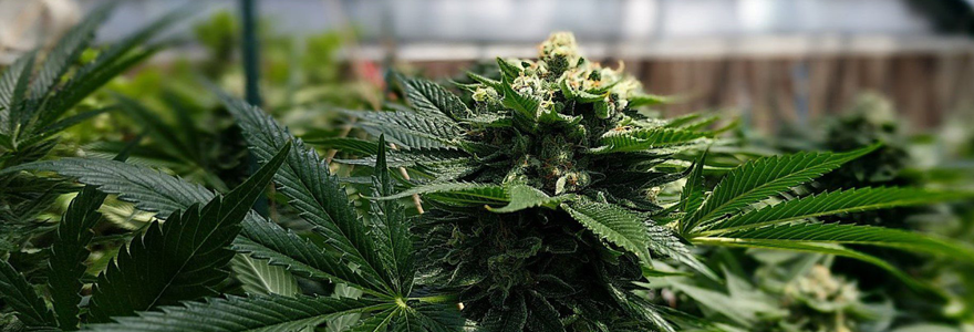 Understanding the genetic factors of cannabis use could help develop treatments for cannabis use disorder. (Pexels)