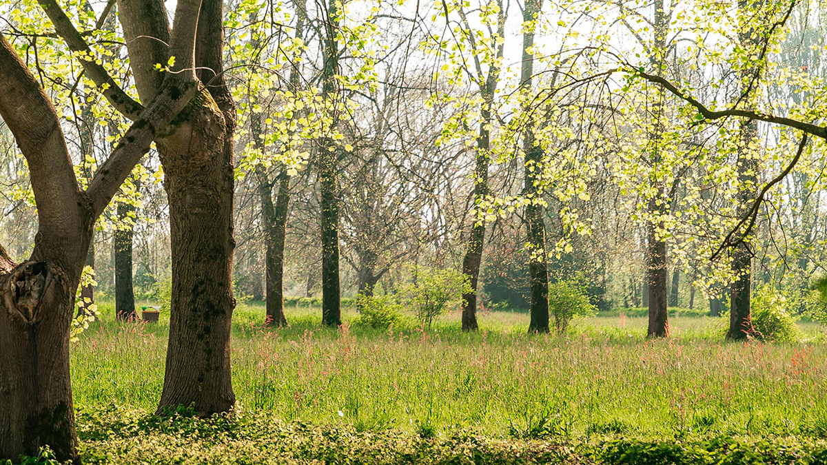 Expert explainer: Everything you need to know about seasonal allergies