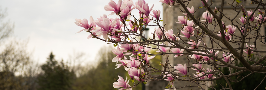 Campus in springtime (Schulich Medicine & Dentistry)