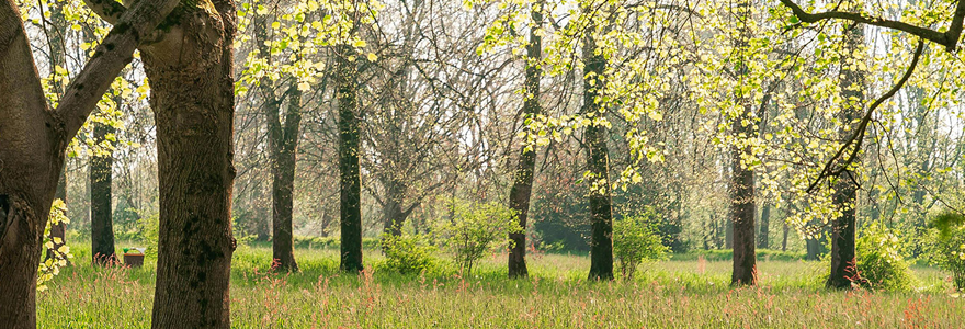 Allergy symptoms can change from year to year. (Pexels)