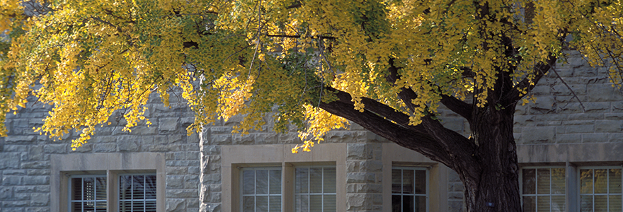 Photograph of a building on campus and a tree with yellow leaves