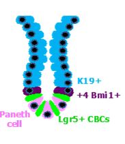     Schematic diagram of the intestinal crypt                                                                                                                                demonstrating localization of stem cells