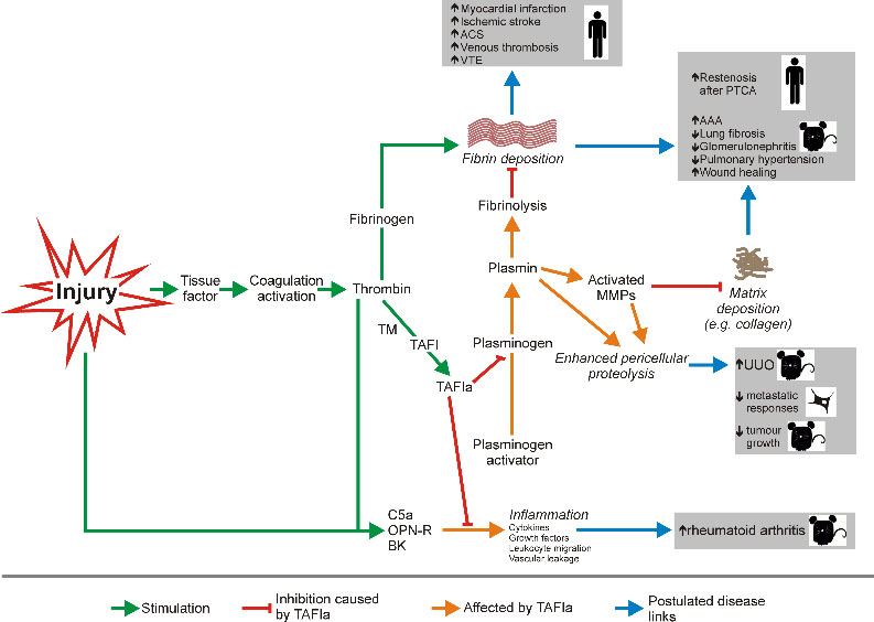 role of TAFI in coaguation/fibrinolysis pathway