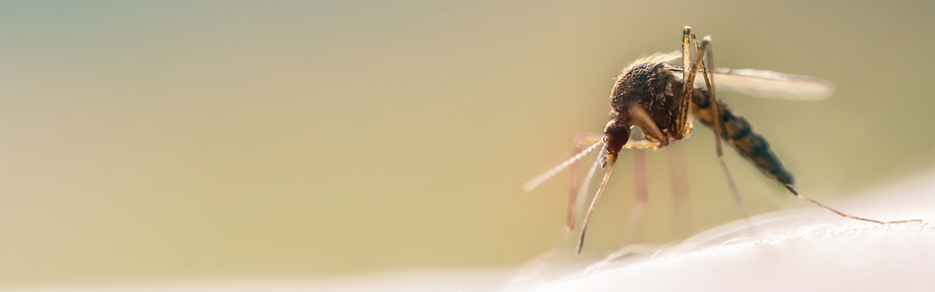 New 'life-saving' malaria tests makes remote diagnosis possible
