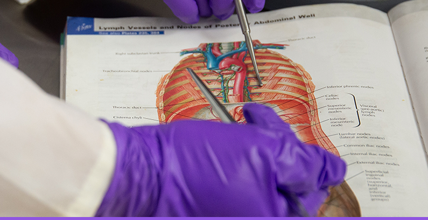 Gloved hands using tools to point at an anatomy diagram