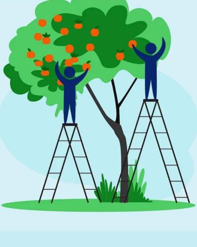 Illustration of two figures reaching for apples on an apple tree and one figure has a taller ladder so they can also reach some apples