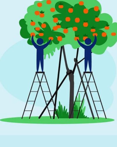 Illustration of two figures on different size ladders reaching for apples on an apple tree that is being propped up to keep the tree from leaning toward one figure over the other and both have equal access to apples