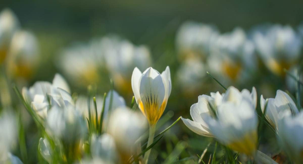 white and yellow flowers in a garden