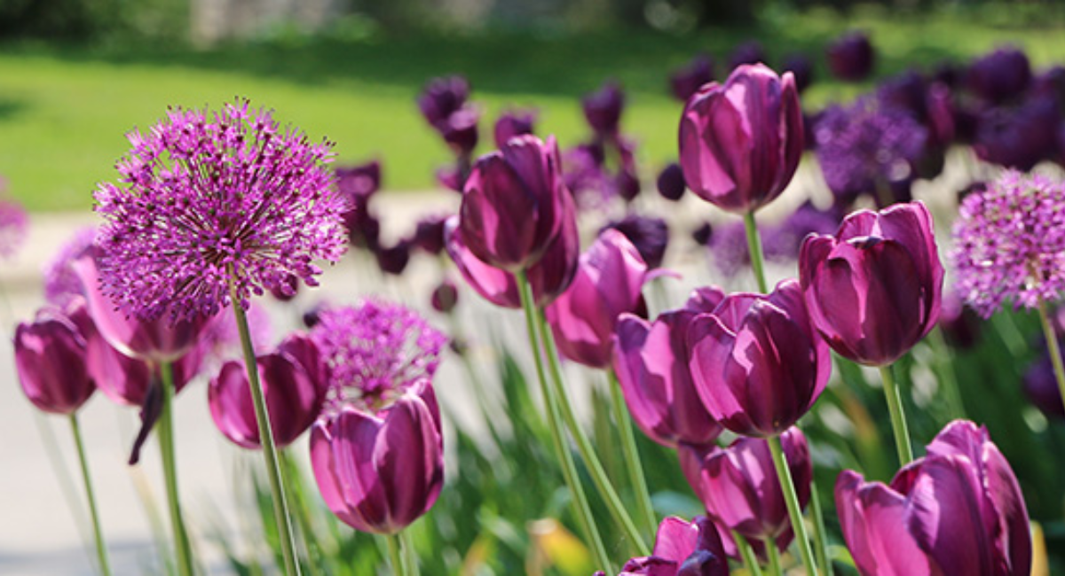 purple flowers in a garden with a sidewalk and grass in the background