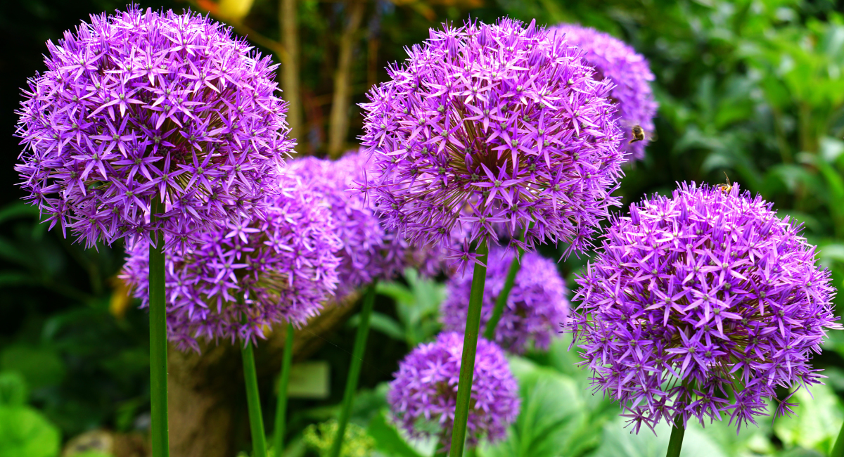 purple flowers in a garden