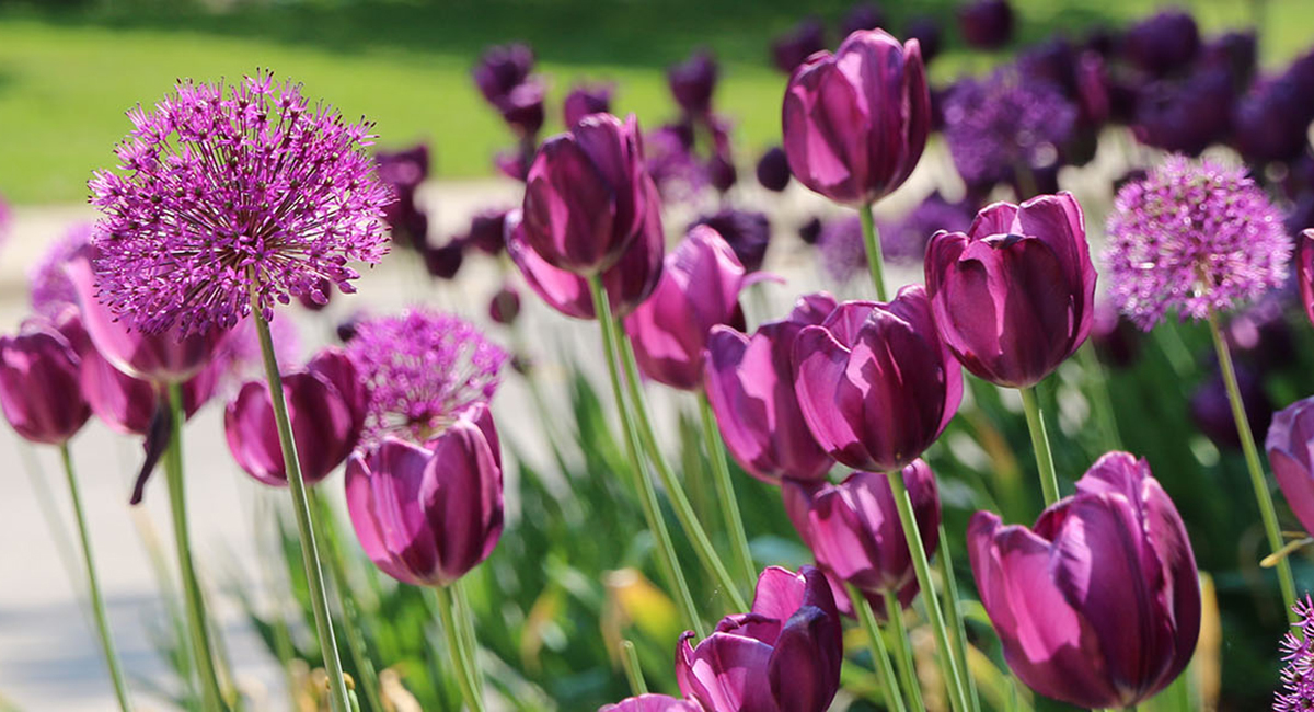 Purple Tulips
