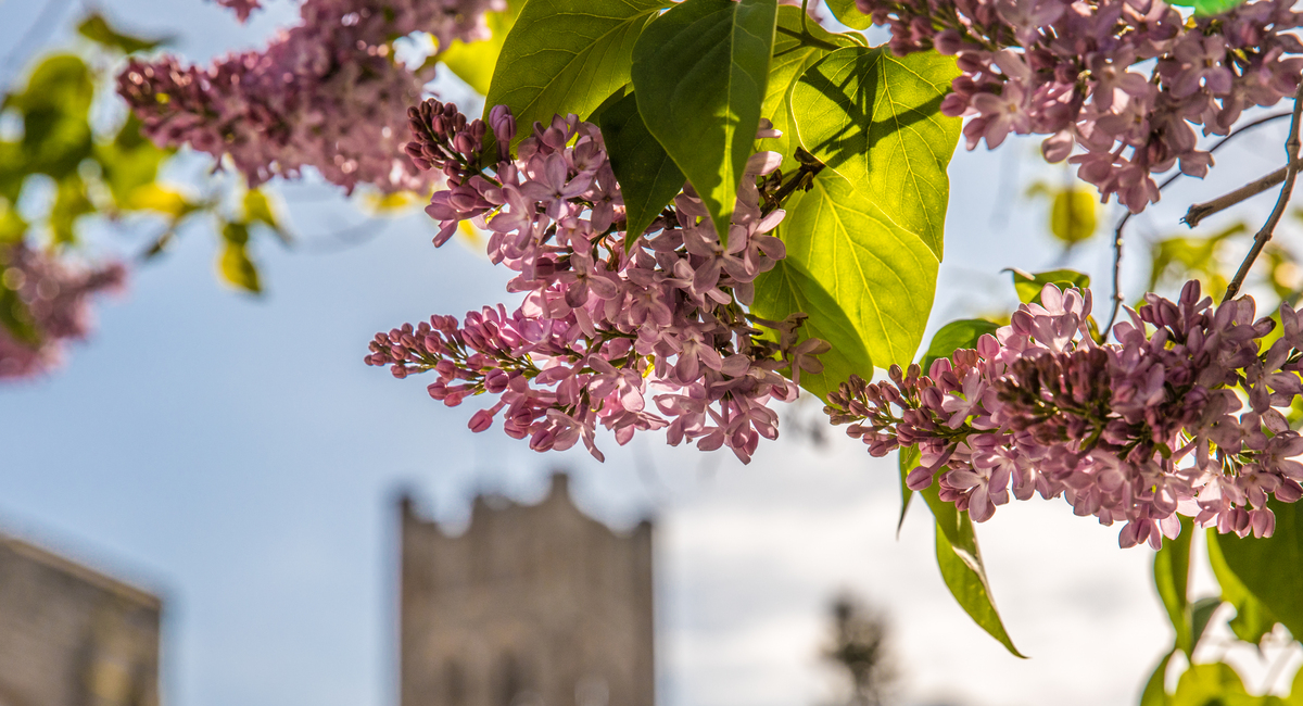 UC Tower with Spring Flowers