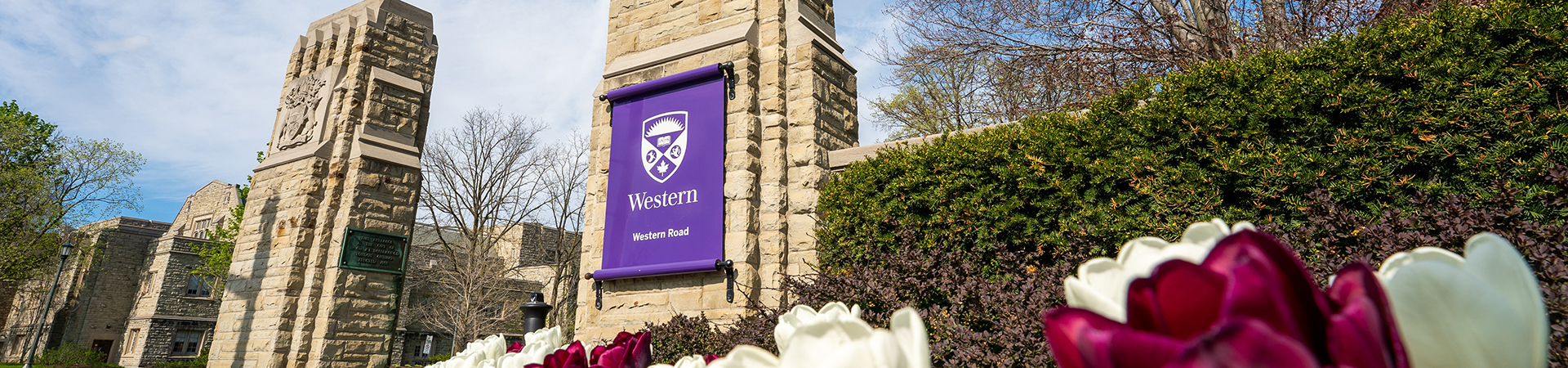 Stone gates at the Western Road entrance to Western University, with a purple Western banner and tulips blooming in the foreground.