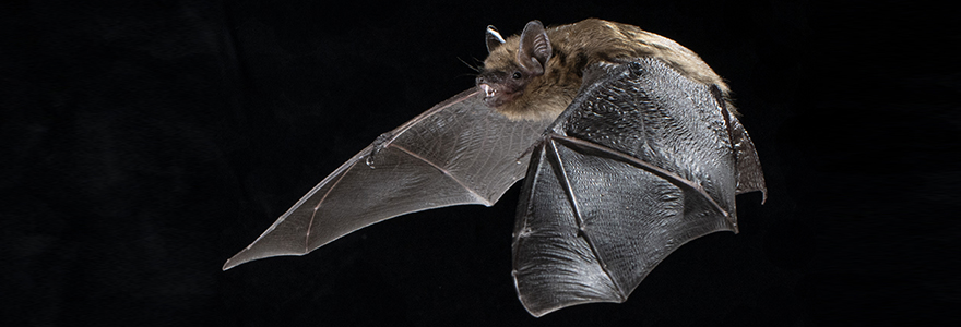 Photo of a bat in flight