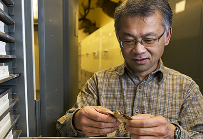 Burton Lim,ROM Assistant Curator of Mammalogy, examining bat specimens in the mammal collections.