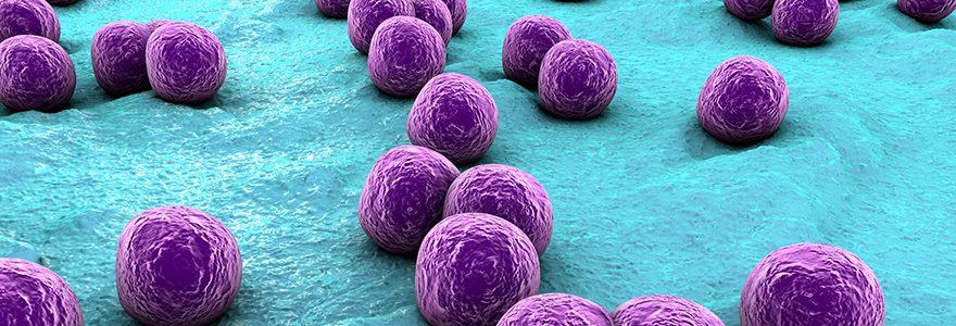Microscopic Image of Stapholoycoccous bacteria on the surface of the skin