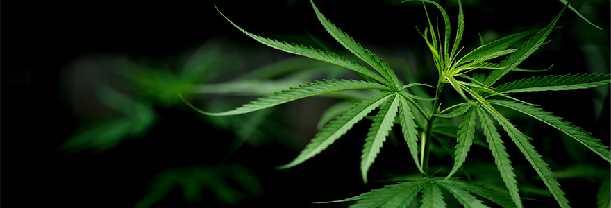 Cannabis plant leaves