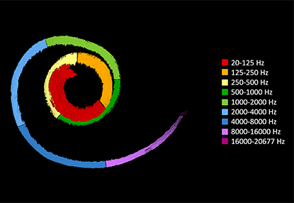 Image showing different colours along the cochlea which represent different frequencies of sound