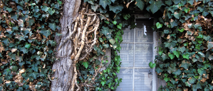 Exterior Building at Schulich Medicine & Dentistry