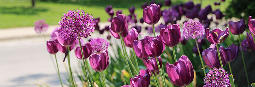 Photograph of purple tulips