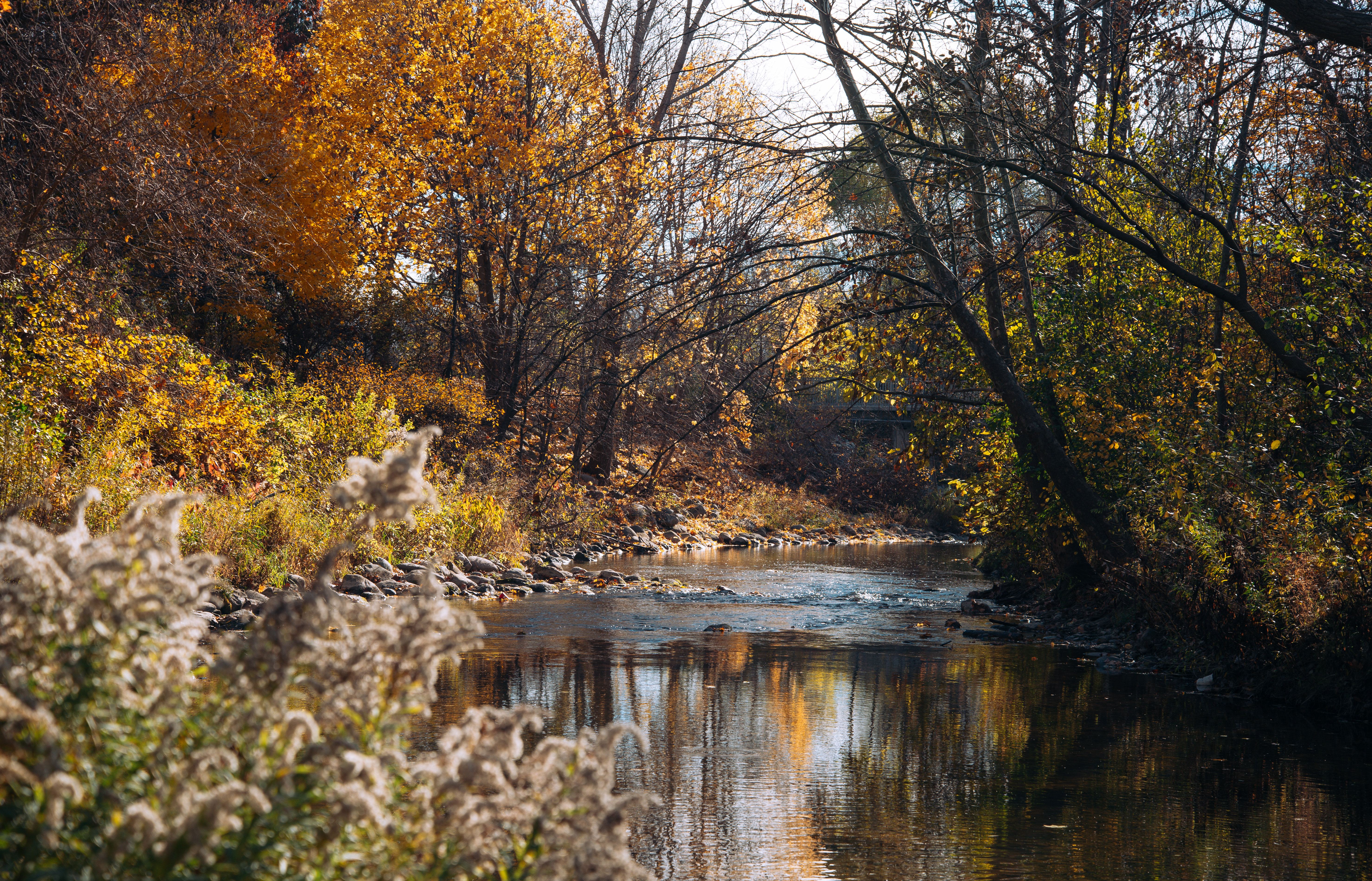river with foliage