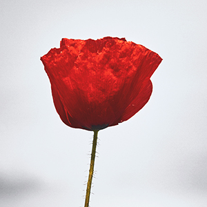 red-poppy-flower-on-gray-sky