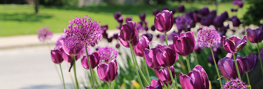 Purple_Tulips.jpg