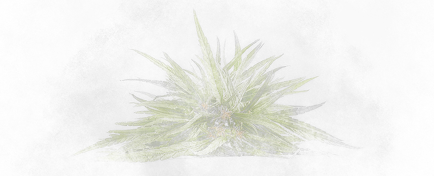 Illustration of cannabis plant