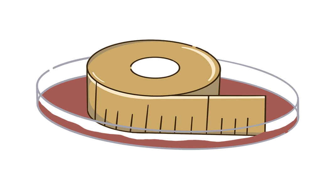 Coiled measuring tape twisting like a ribbon