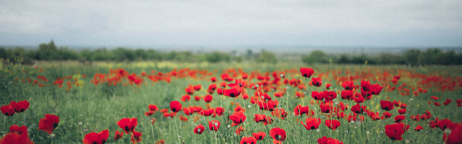 Image of blossom field